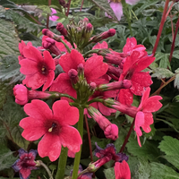 Primula japonica 'Miller's Crimson'
